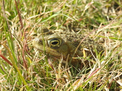 Rhinella arenarum