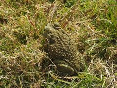 Rhinella arenarum