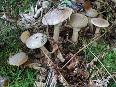 Amanita rubescens