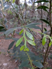 Acacia complanata