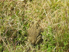 Rhinella arenarum