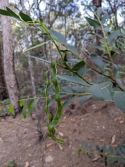 Acacia complanata
