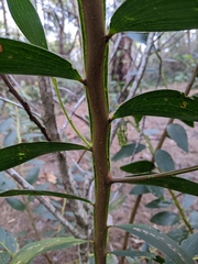 Acacia complanata