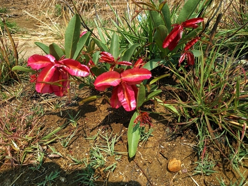 Combretum platypetalum subsp. oatesii image