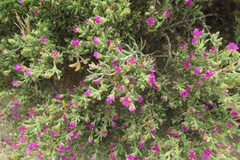 Drosanthemum asperulum