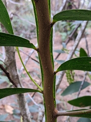 Acacia complanata