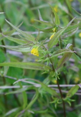 Melampyrum sylvaticum