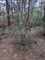 Acacia complanata