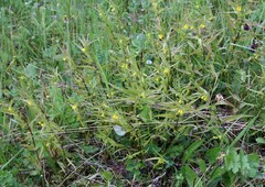 Melampyrum sylvaticum