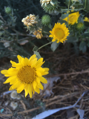Grindelia camporum