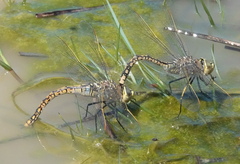 Anax papuensis