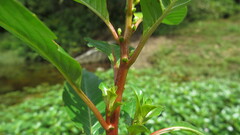 Ludwigia peploides glabrescens