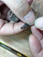 Pipistrellus abramus