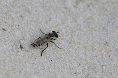 Laphystia texensis