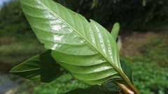 Ludwigia peploides glabrescens