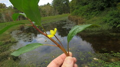 Ludwigia peploides glabrescens