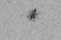 Laphystia texensis