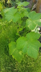Pelargonium papilionaceum