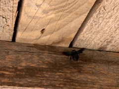 Xylocopa violacea