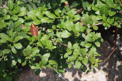 Ligustrum quihoui