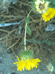 Grindelia camporum
