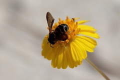 Dianthidium