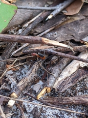 Leptomyrmex rufithorax