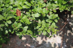 Ligustrum quihoui