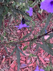 Xylocopa mordax