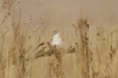 Elanus caeruleus caeruleus