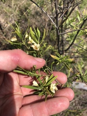 Eremophila mitchellii
