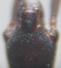 Hydrometra stagnorum