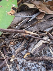 Leptomyrmex rufithorax