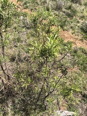 Eremophila mitchellii