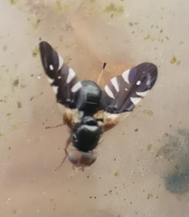 Aciura coryli
