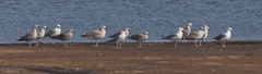 Larus fuscus barabensis