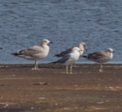 Larus fuscus barabensis