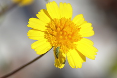 Taylorilygus apicalis