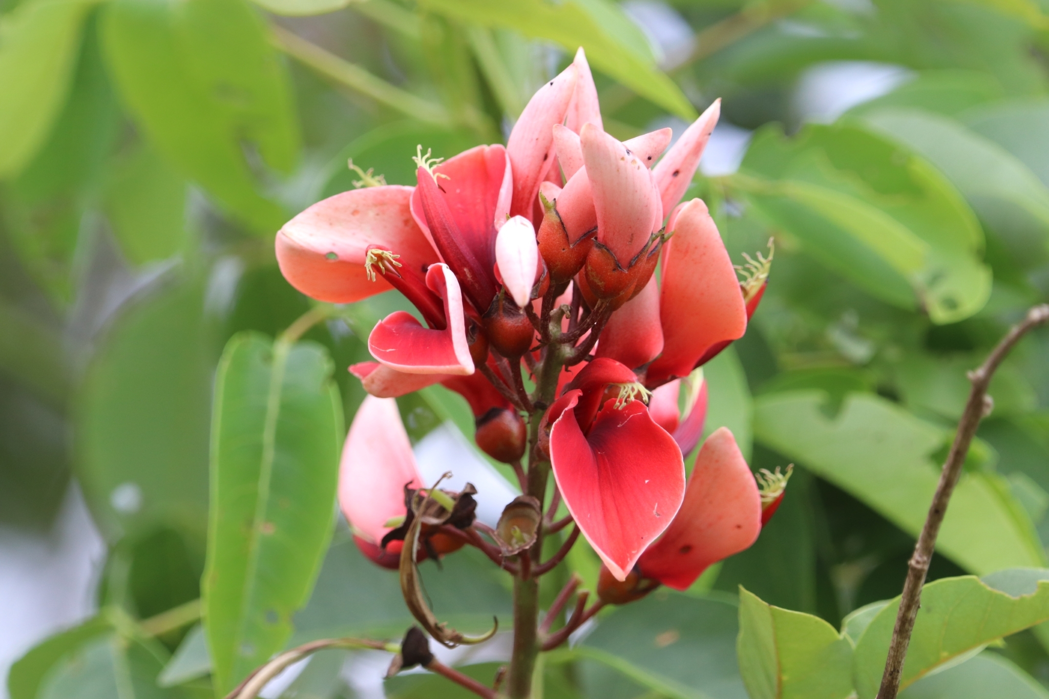 Erythrina crista-galli