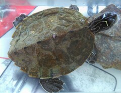 Graptemys pseudogeographica