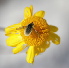 Systoechus candidulus