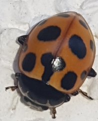 Ceratomegilla notata