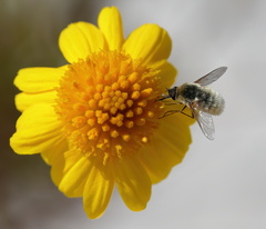 Systoechus candidulus