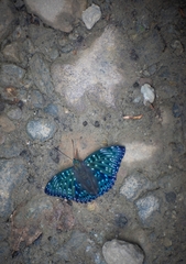 Dichorragia nesimachus