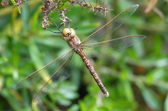 Adversaeschna brevistyla