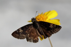 Erynnis zarucco