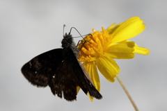 Erynnis zarucco