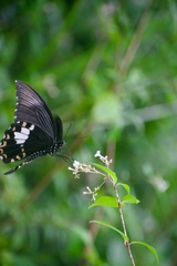 Papilio nephelus