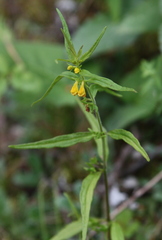 Melampyrum sylvaticum