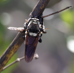 Mallophora bomboides